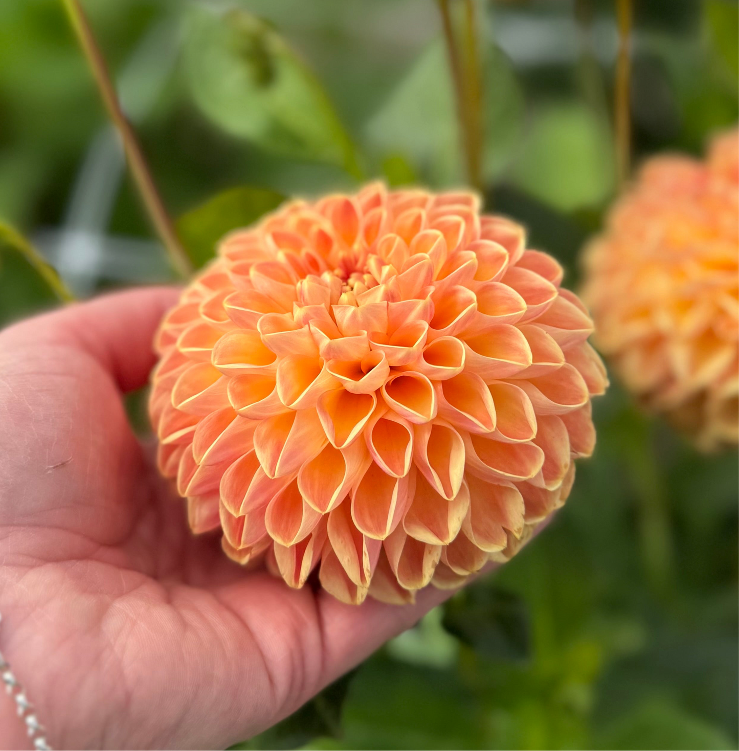 Dahlia Orange Cassini