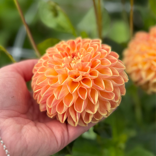 Dahlia Orange Cassini