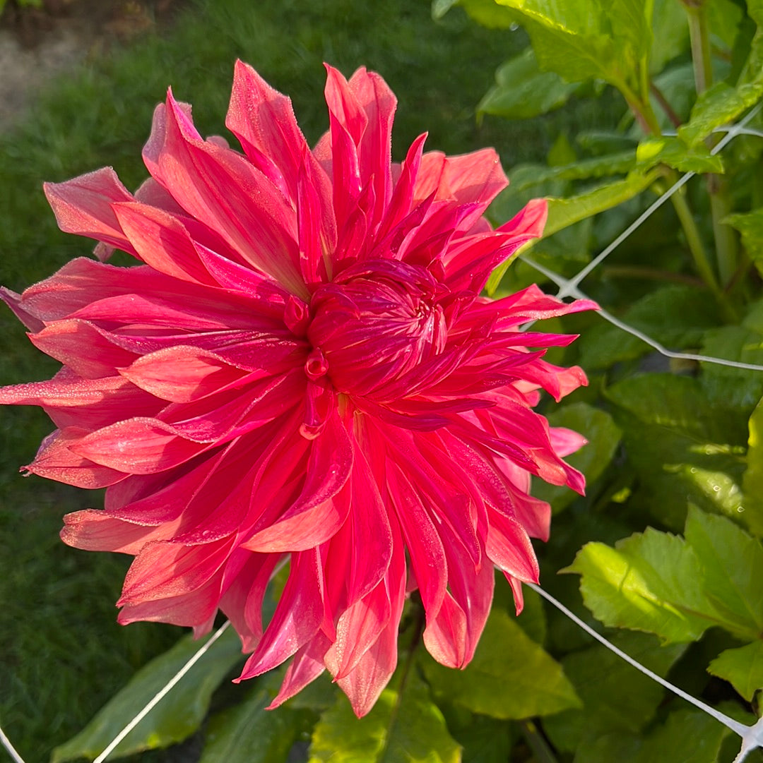 Dahlia Penhill Dark Monark