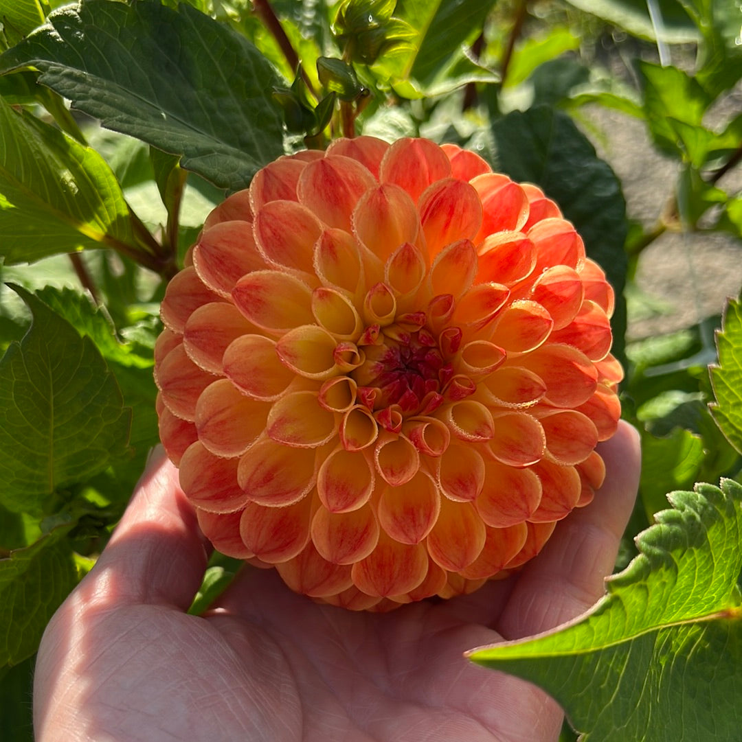 Dahlia Jowey Chantal