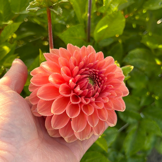 Dahlia Orange Favourite