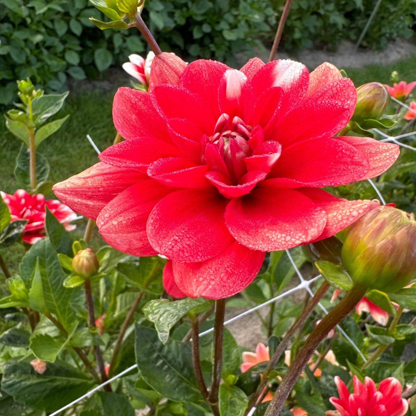 Dahlia Nagano Nyhet!