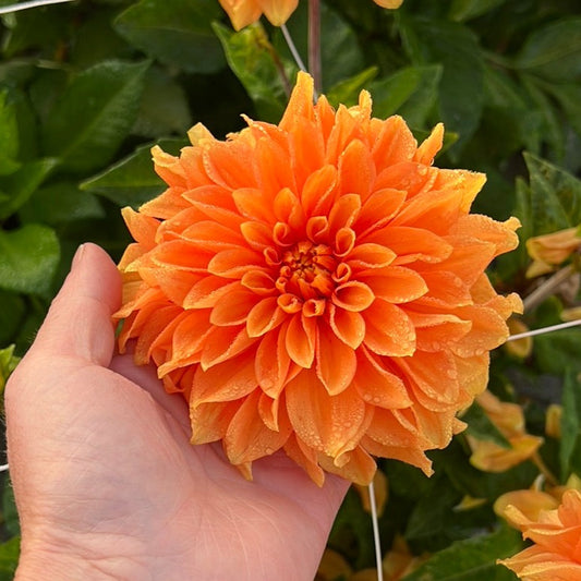 Dahlia Bizon Bronze