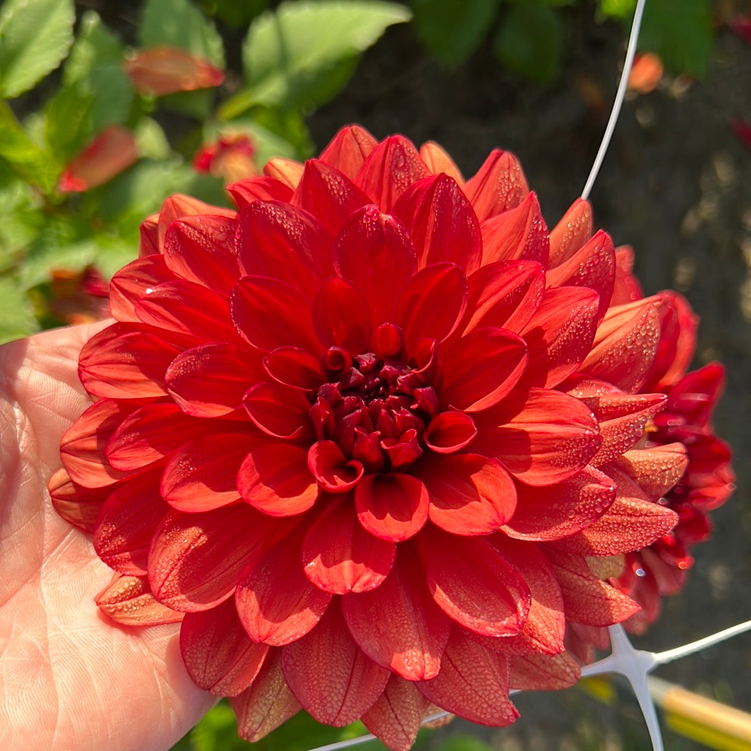 Dahlia Missis Miley
