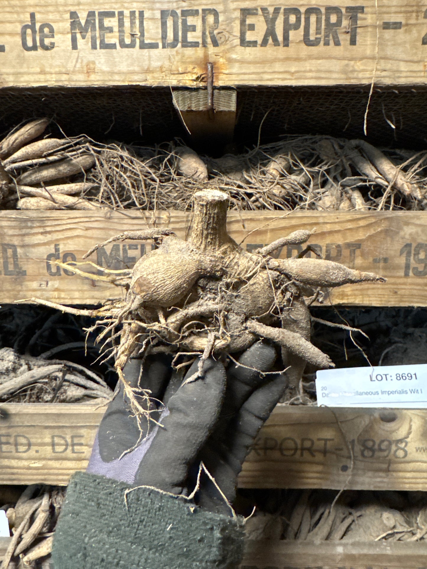 Dahlia Dusty Beauty Exclucive!