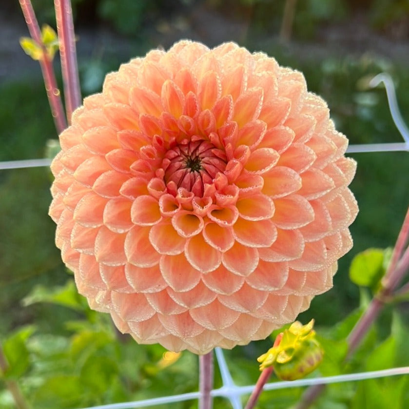 Dahlia Blyton Softer Gleam