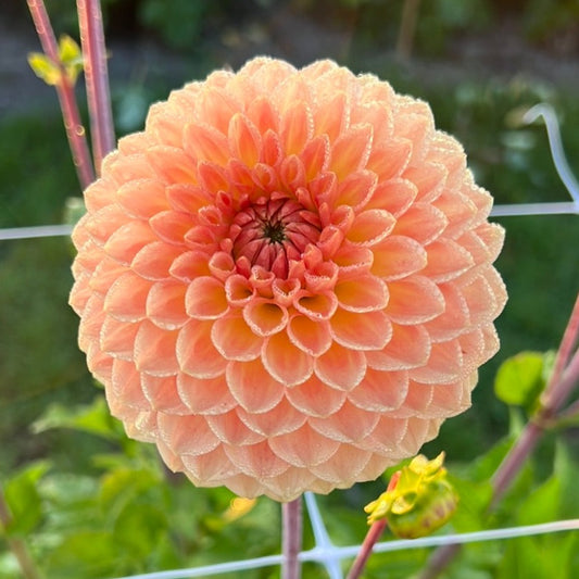 Dahlia Blyton Softer Gleam