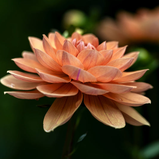 Dahlia Graceland
