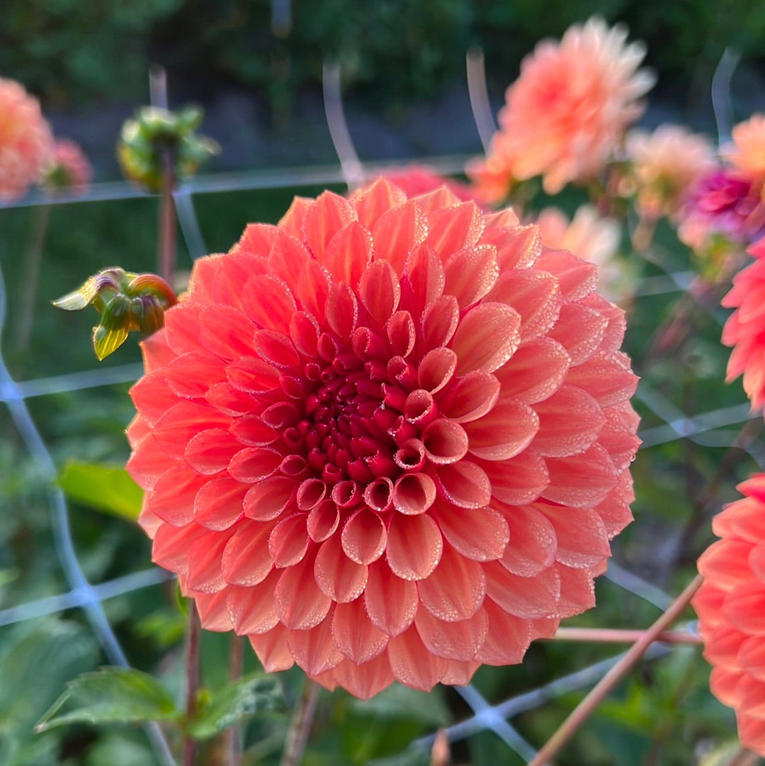 Dahlia Bonanza