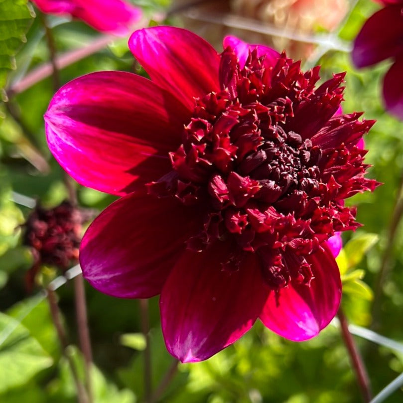 Dahlia Rockstar Nyhet!