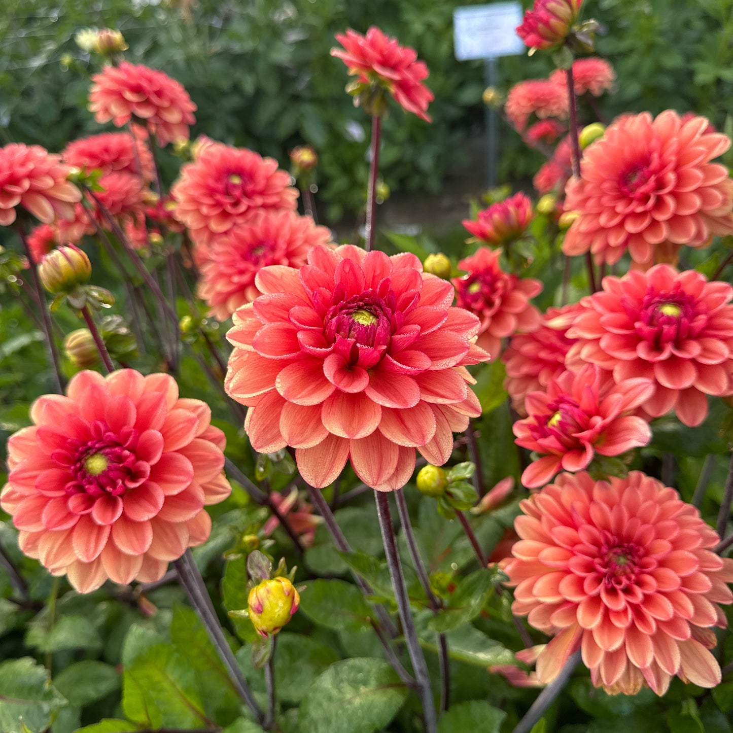 Dahlia Orange Girl