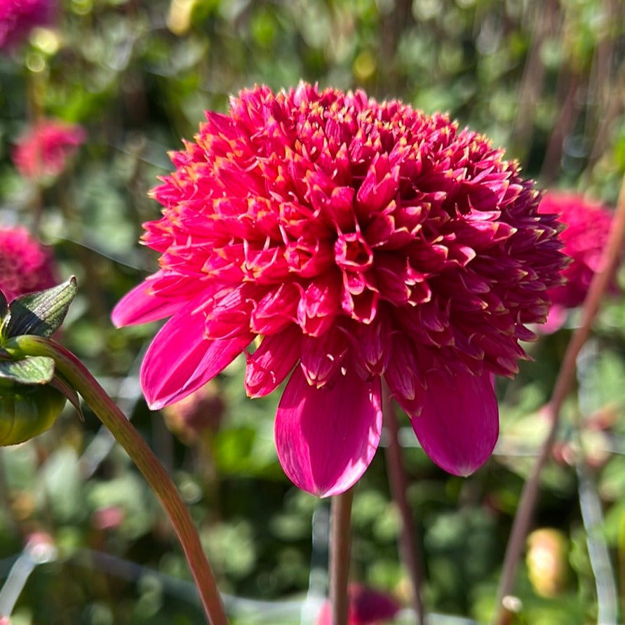 Dahlia Alyshia
