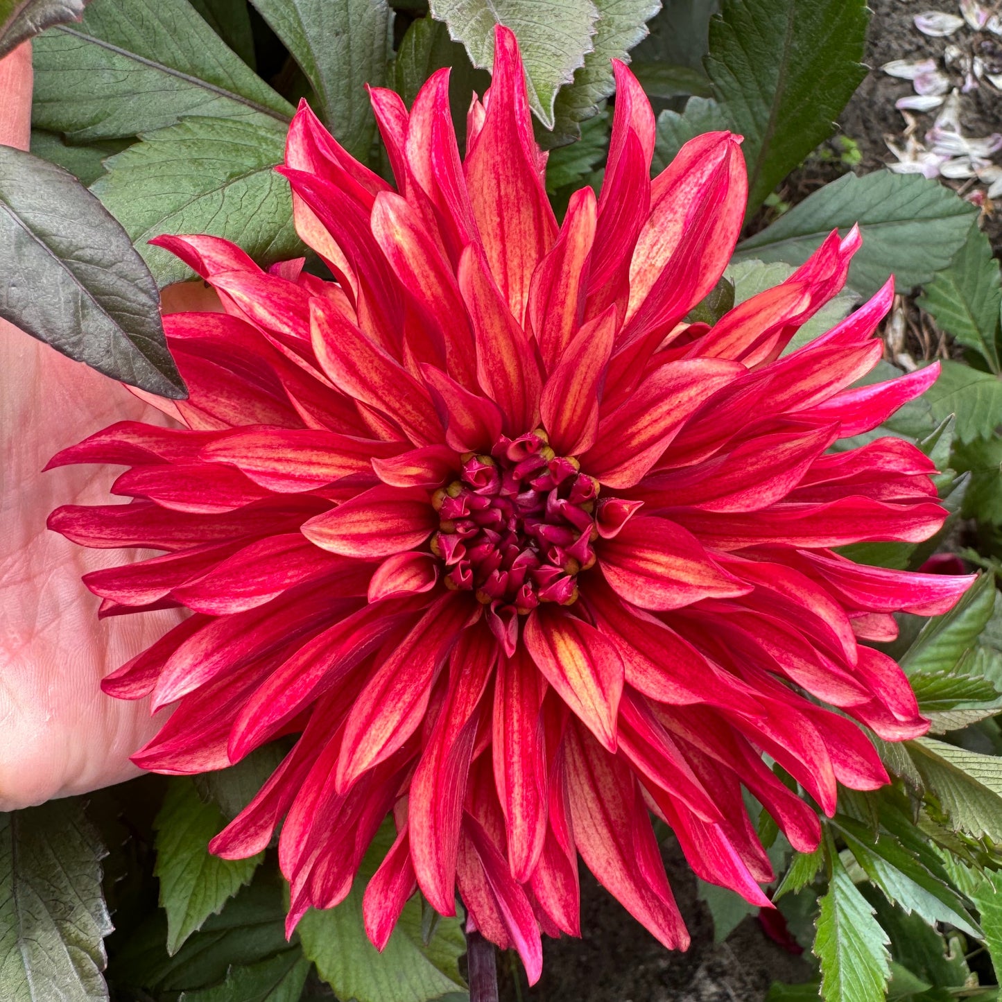 Dahlia Inferno LB-113