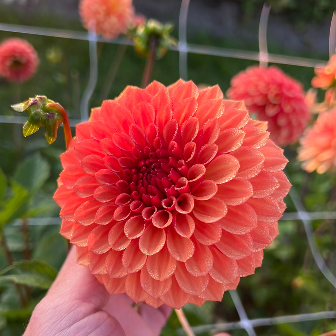 Dahlia Bonanza