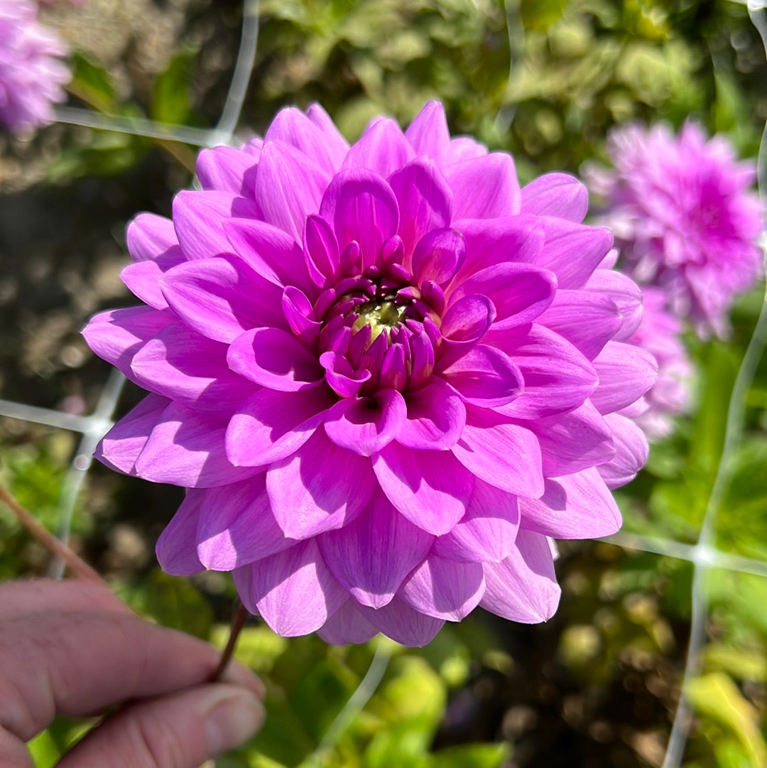 Dahlia Blue Boy