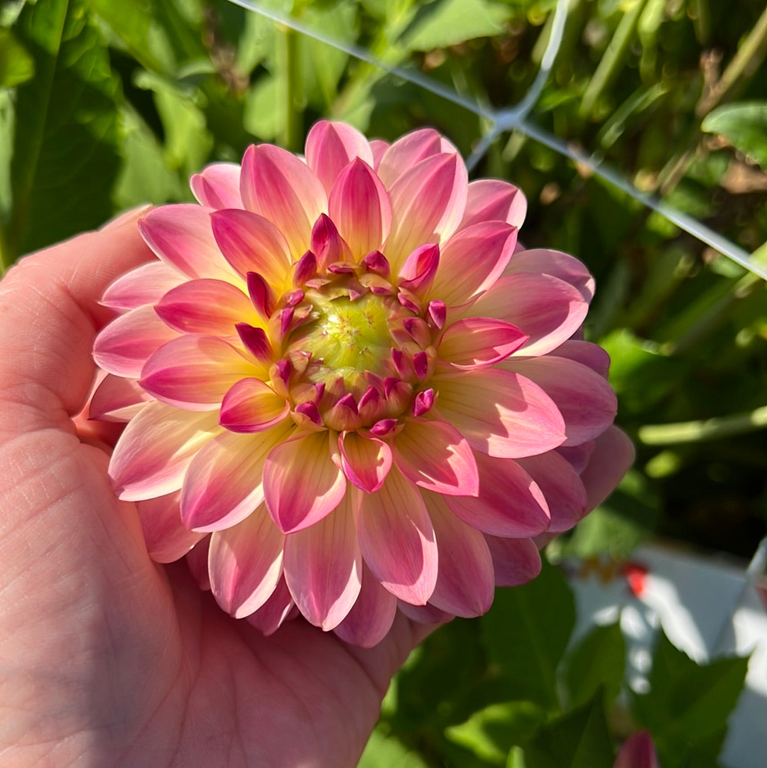 Dahlia Pure Happiness