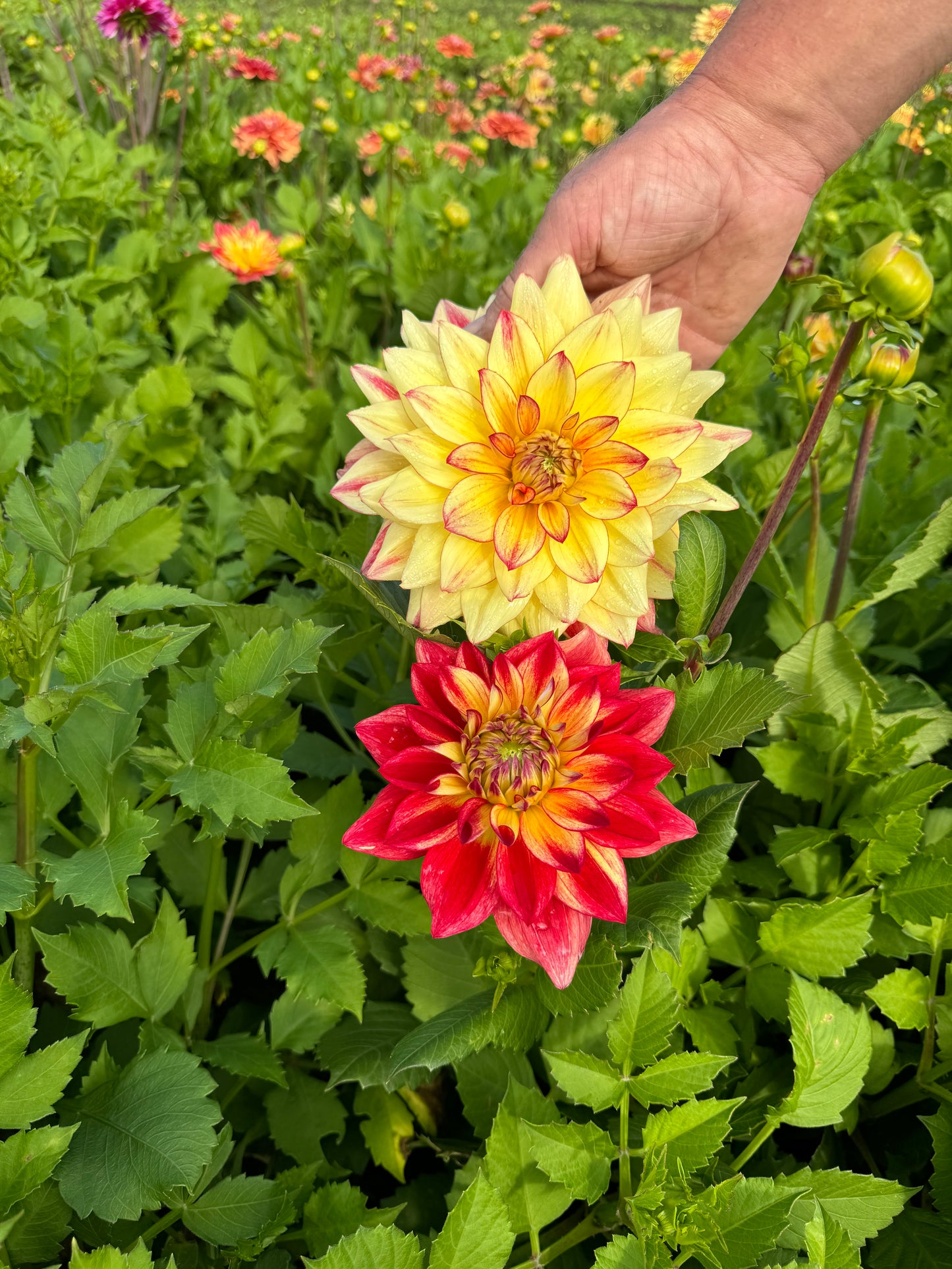Dahlia Crazy Lady LB-104