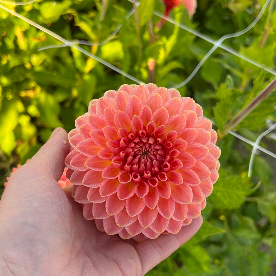 Dahlia Hillcrest Suffusion