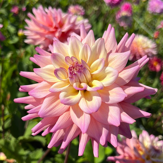 Dahlia Bahama Mama