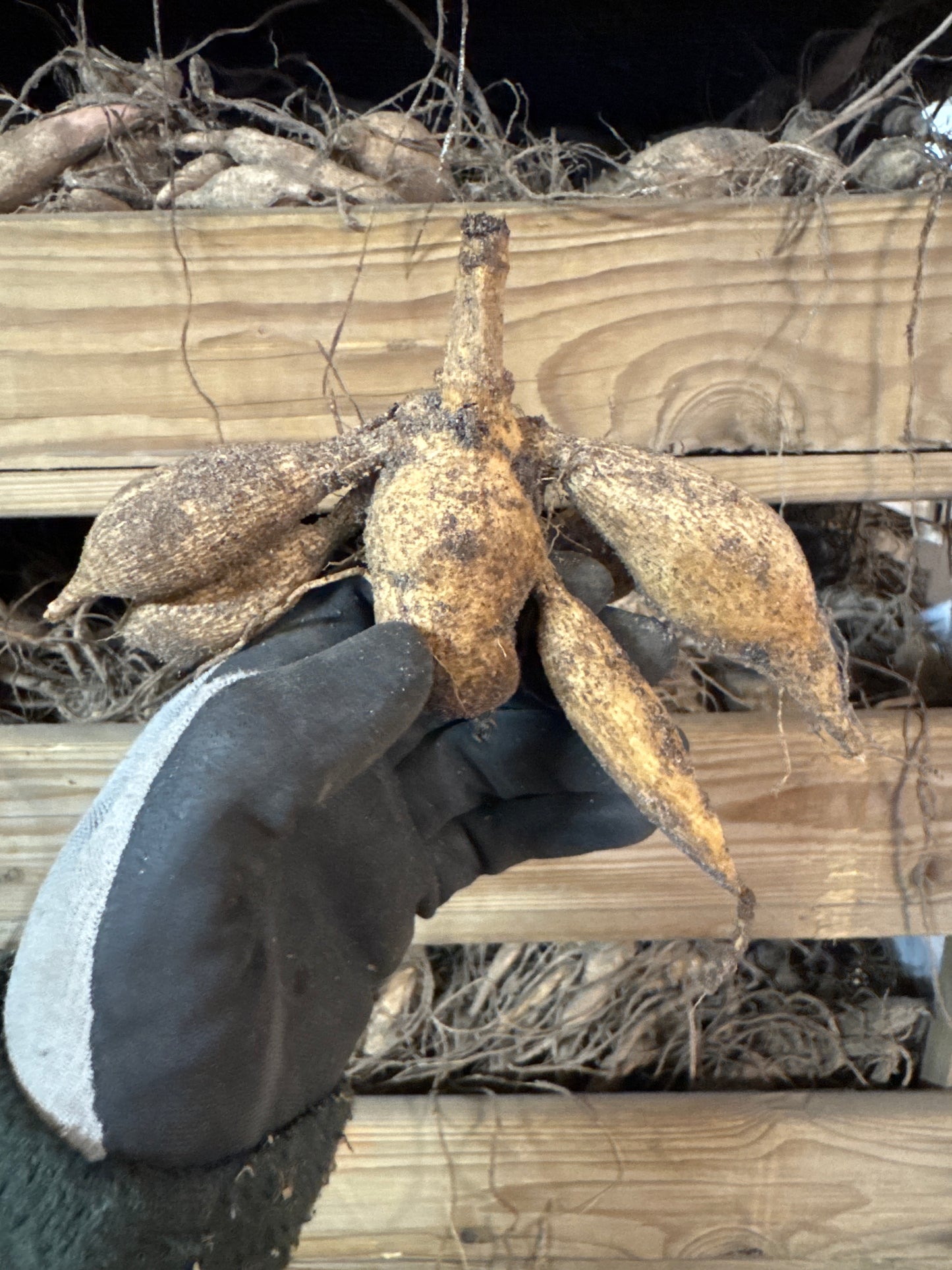 Dahlia Yelno Harmony