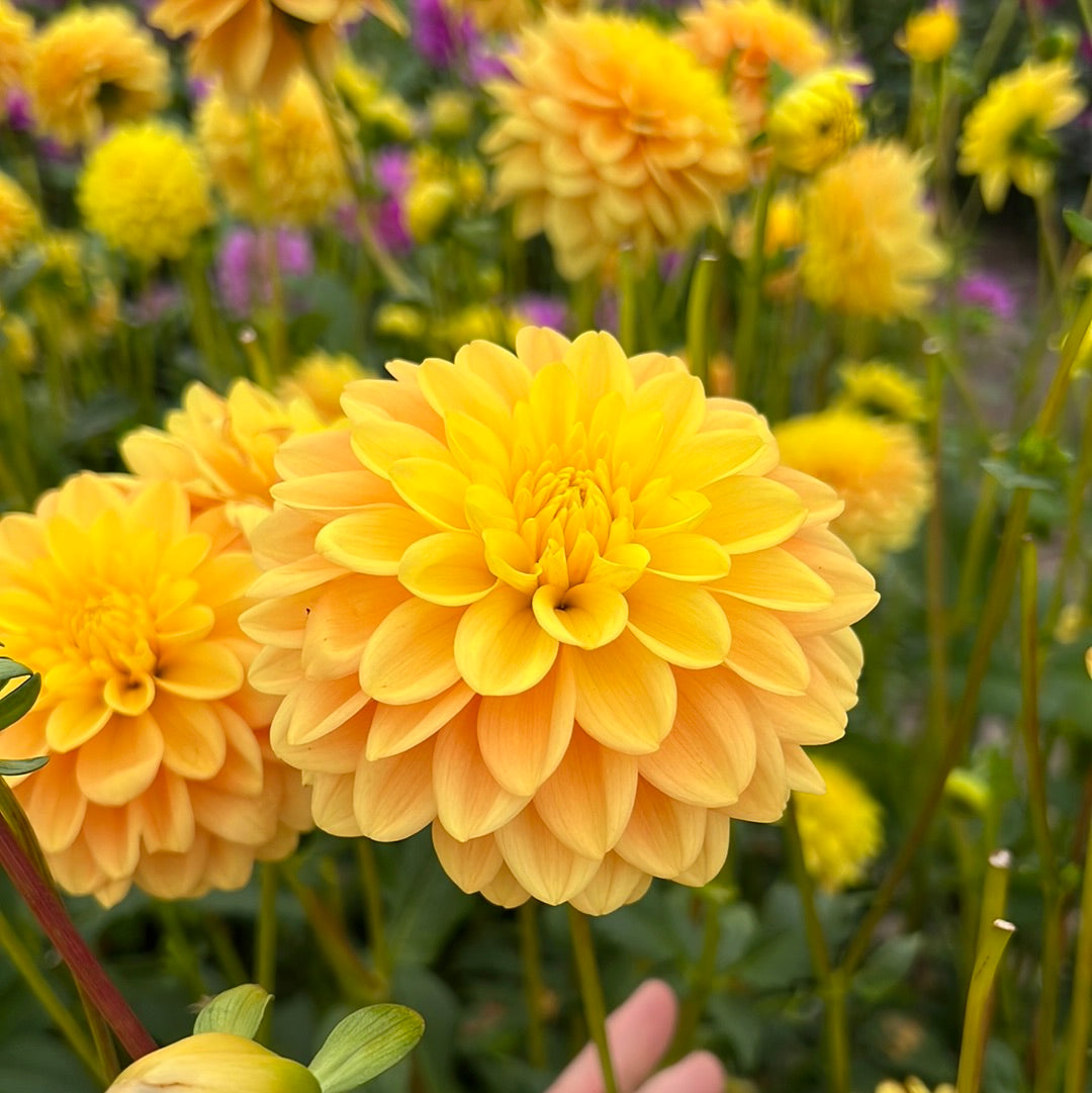 Dahlia Bocherell