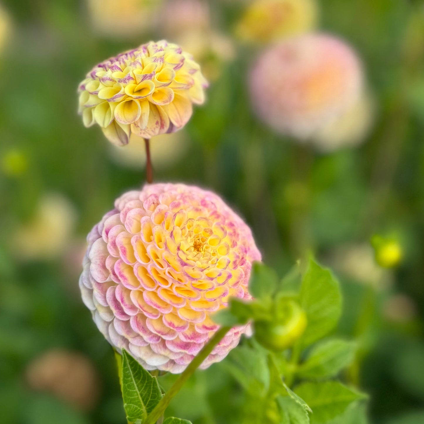 Dahlia Hapet Combo Nyhet!