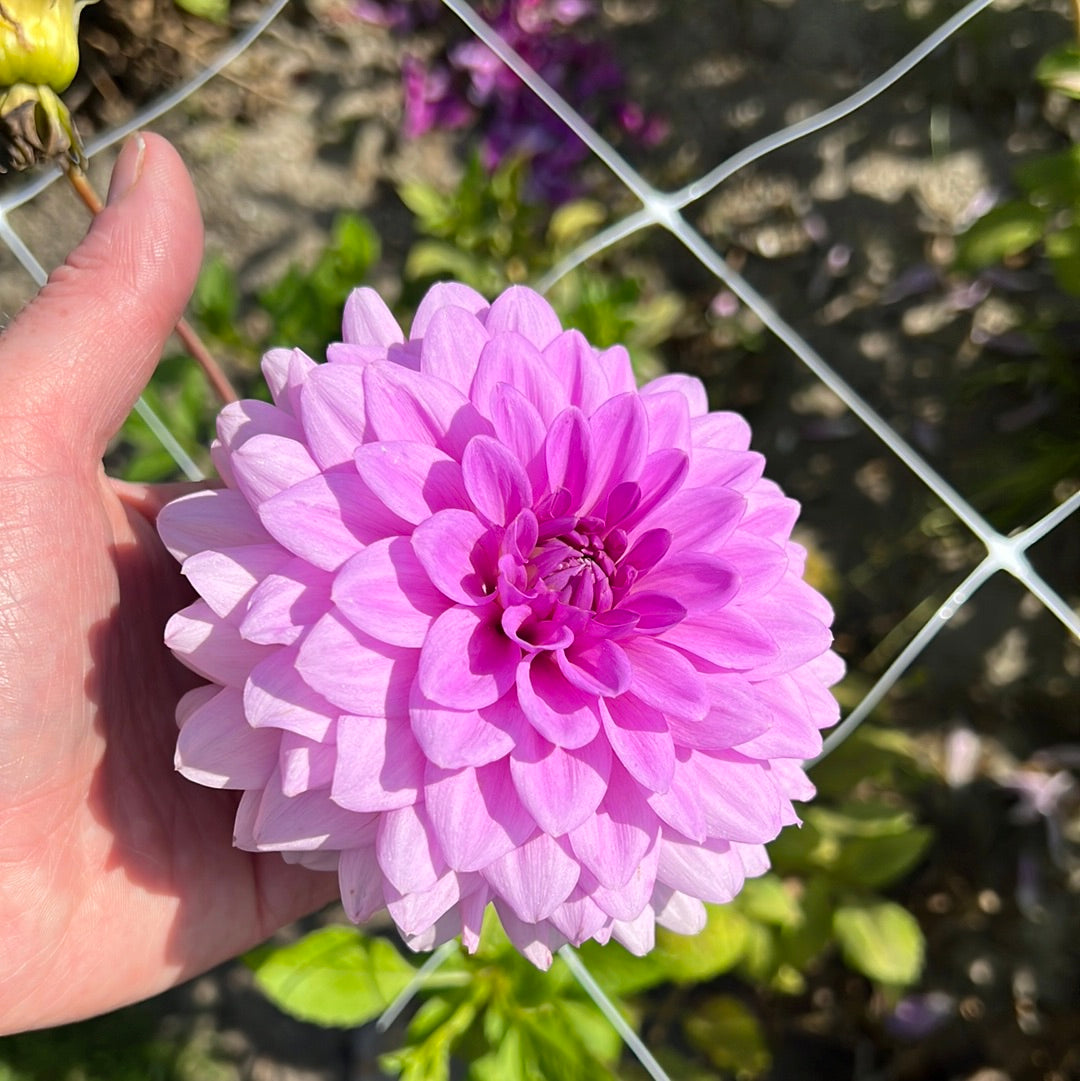 Dahlia Blue Boy