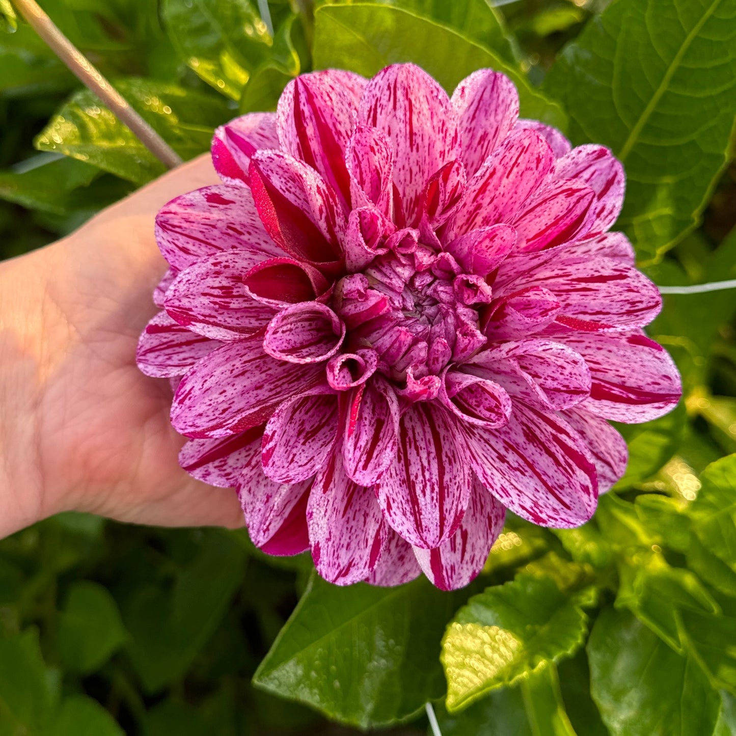 Dahlia Ida Mae Nyhet!