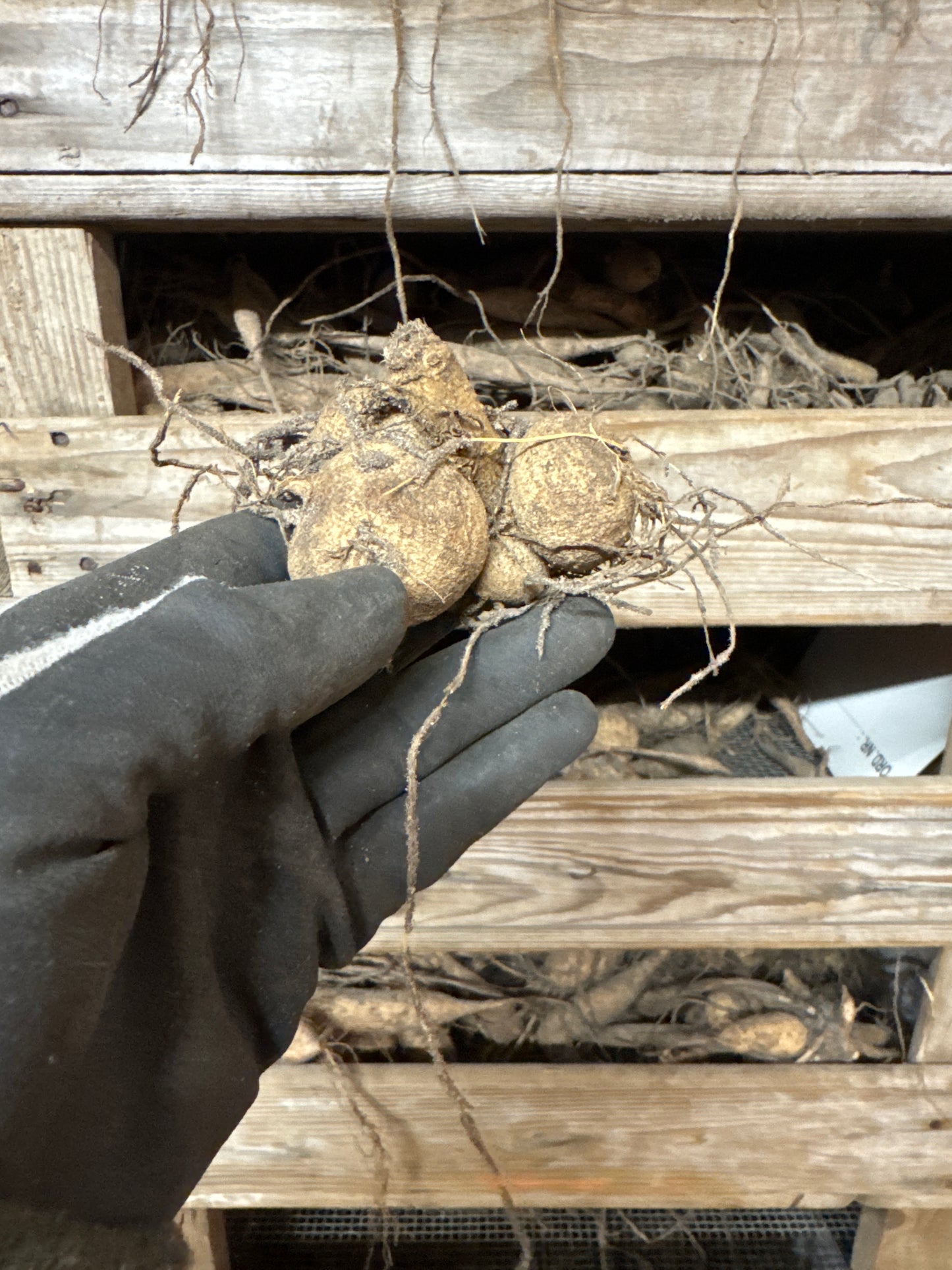 Dahlia Twyning´s Smarty