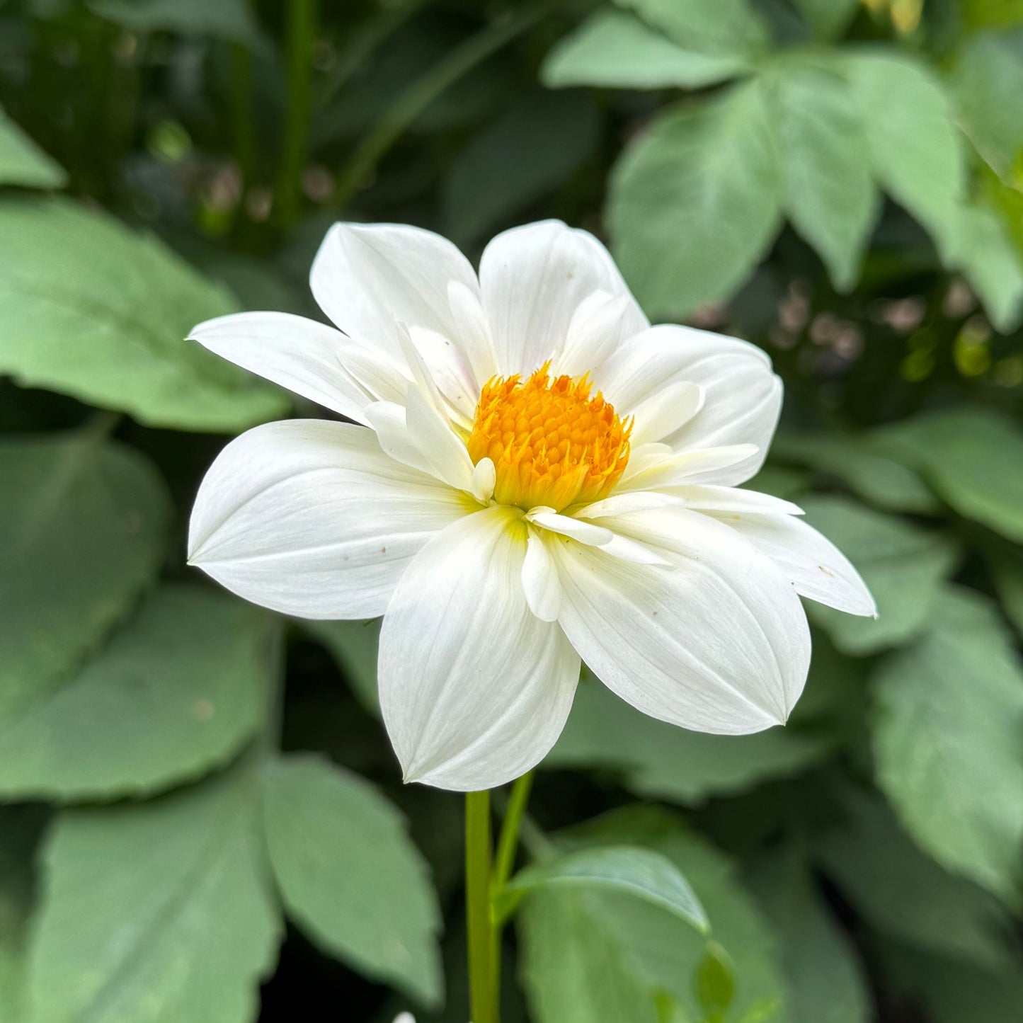 Dahlia Impression Flamenco Nyhet!