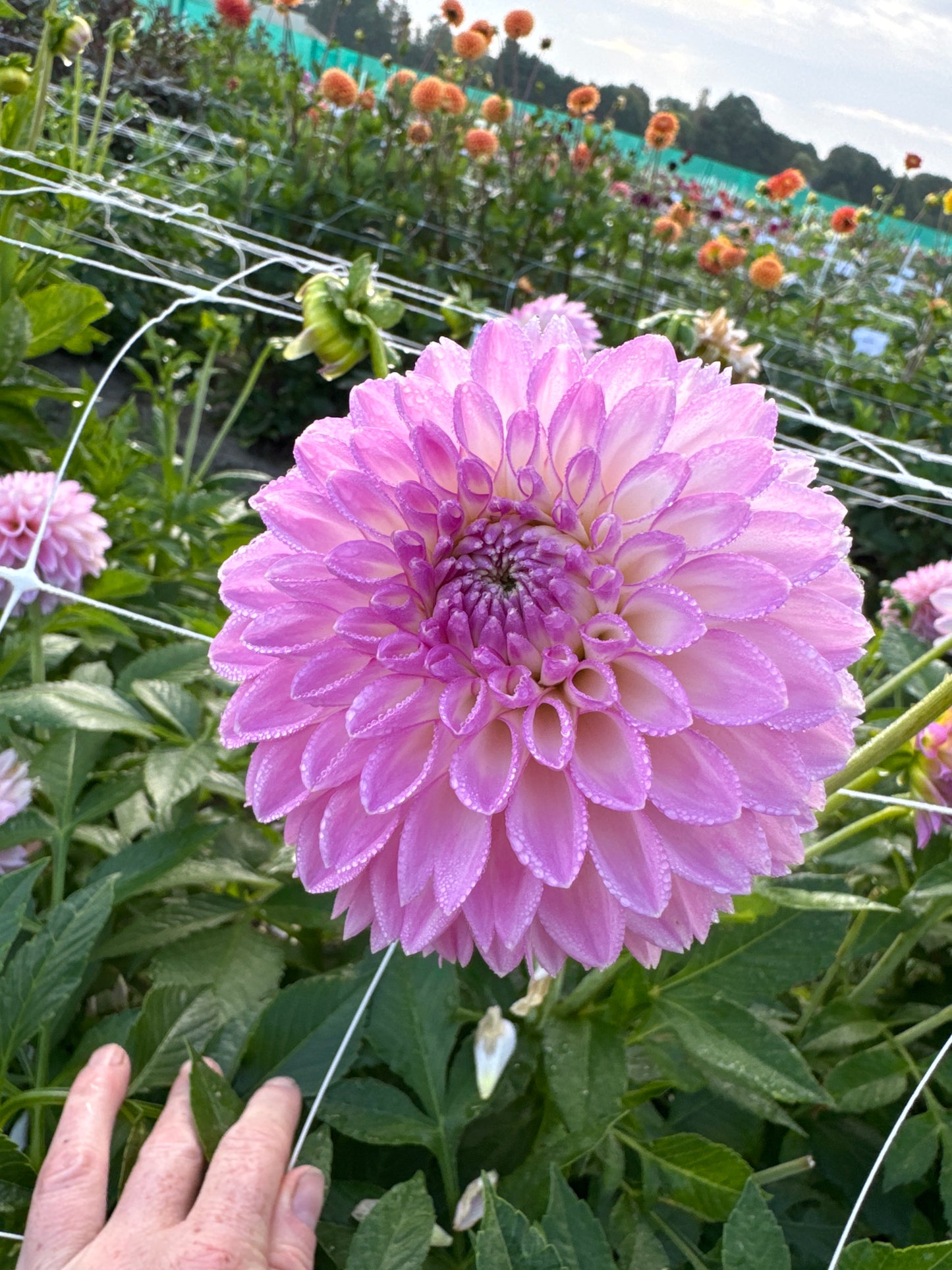 Dahlia Sefton Silvertop