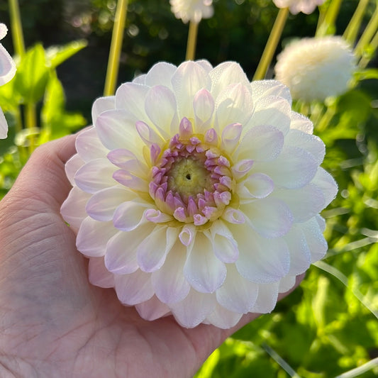 Dahlia Smoothy