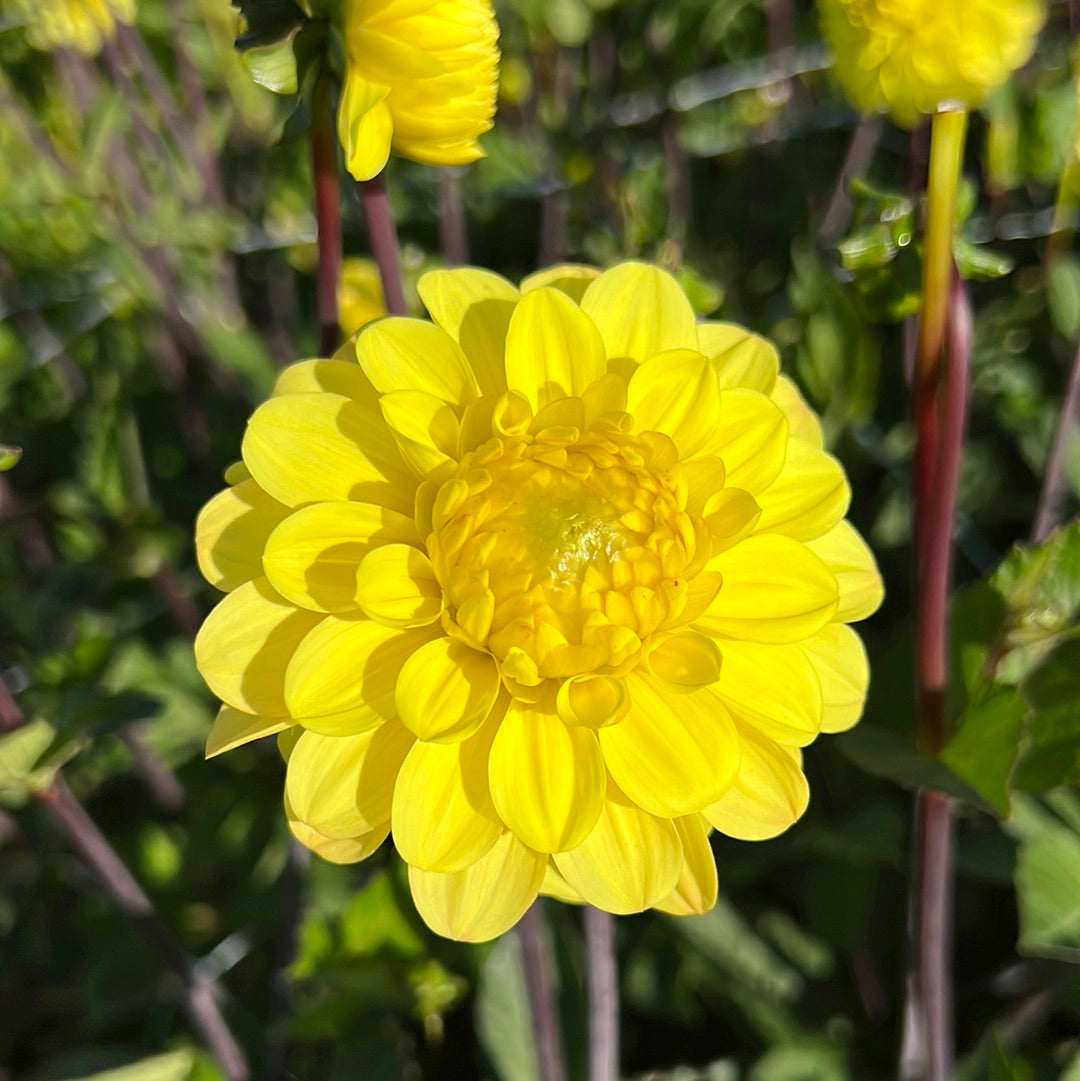Dahlia Yellow Don Nyhet!