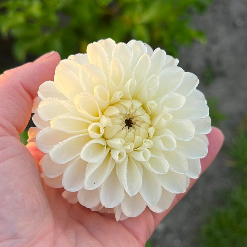Dahlia Bazuin Snow White