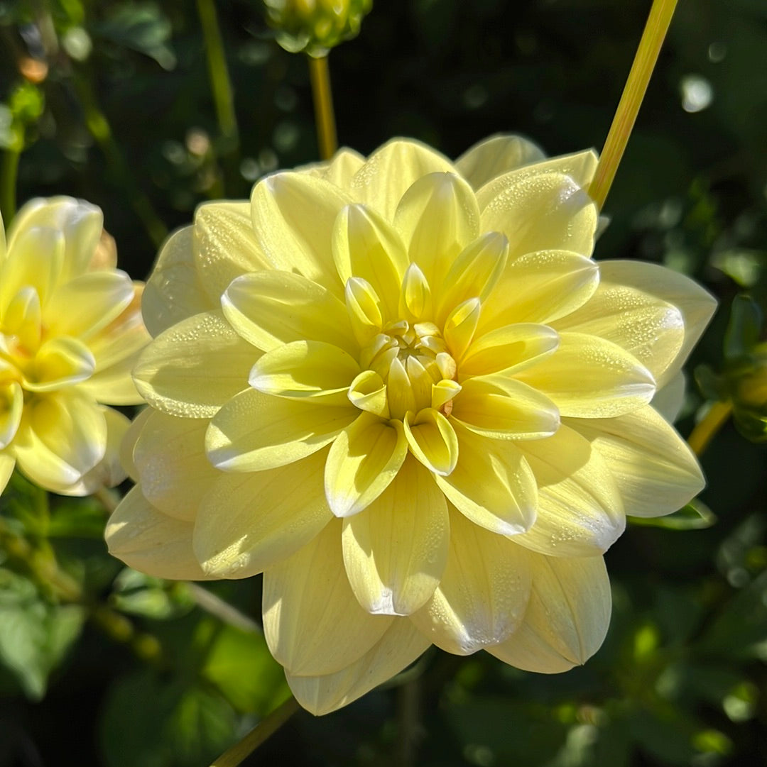 Dahlia Yellow Perception