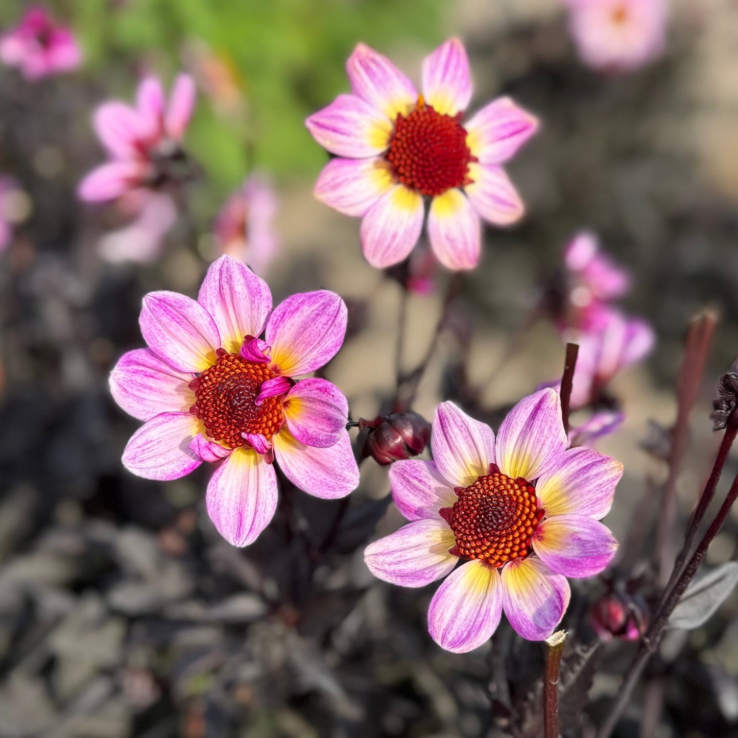 Dahlia American Pie® Nyhet!