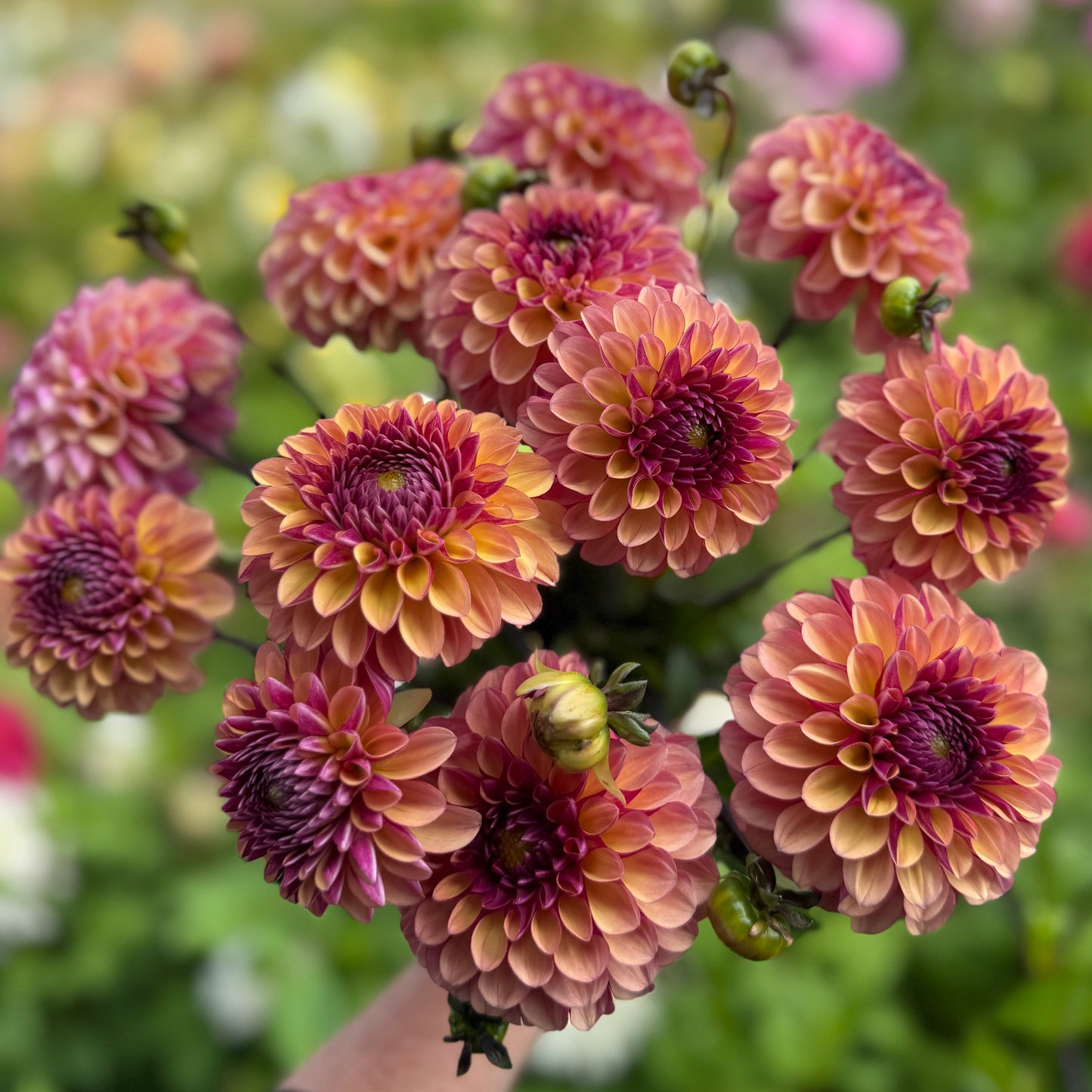 Dahlia Palmares Nyhet!