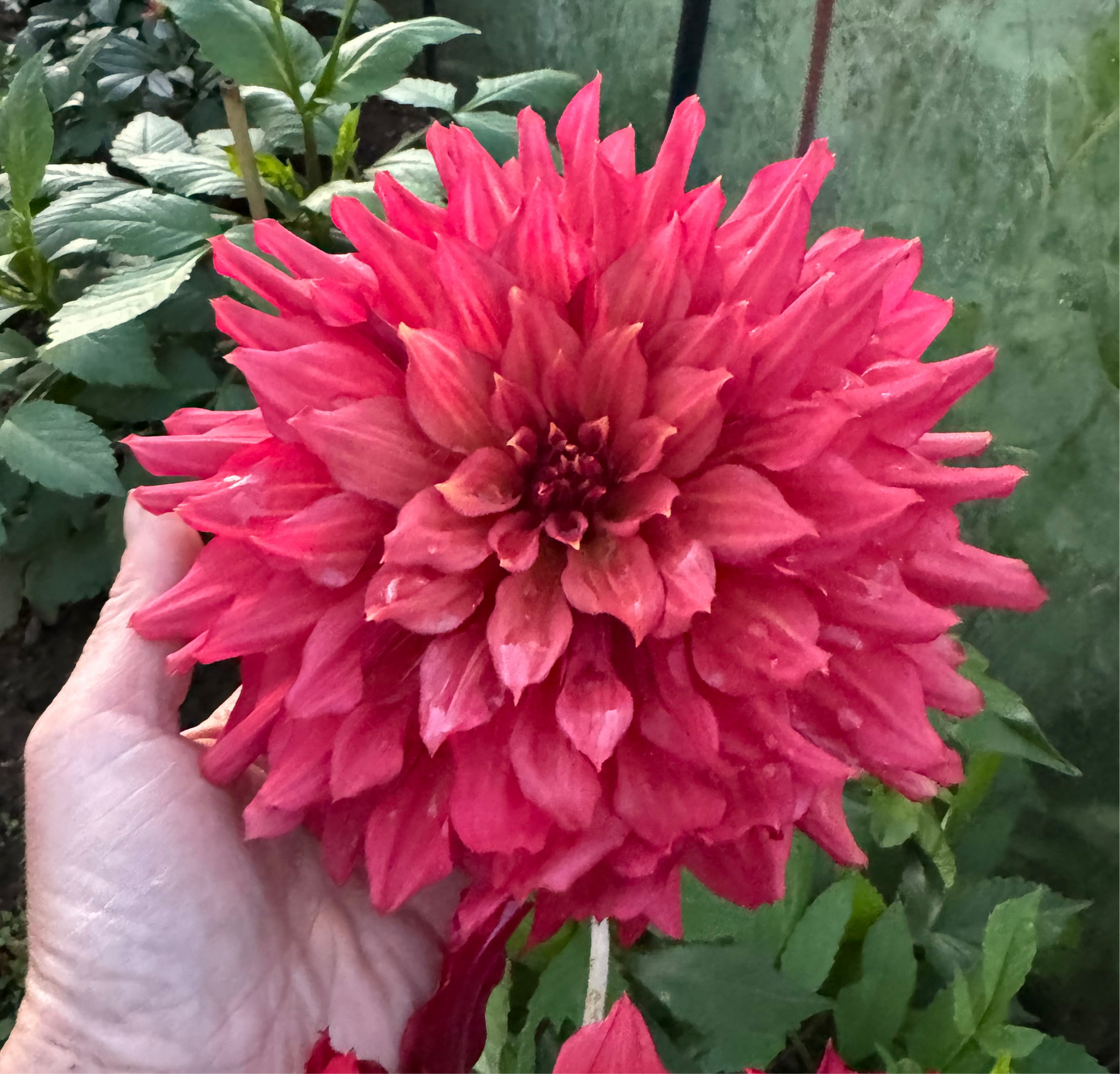 Dahlia Wild Sister LB-012