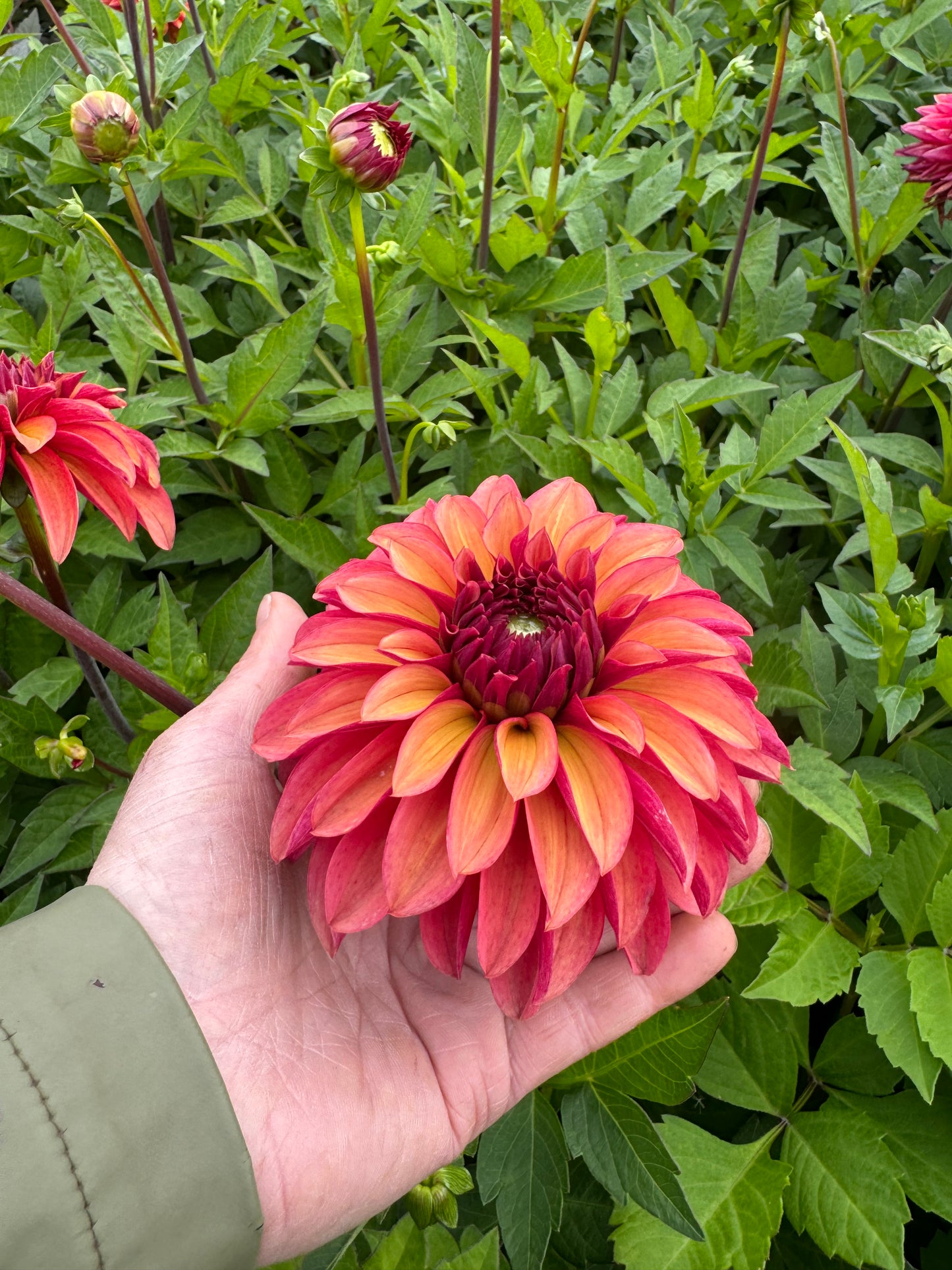 Dahlia Vera LB-111