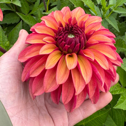 Dahlia Vera