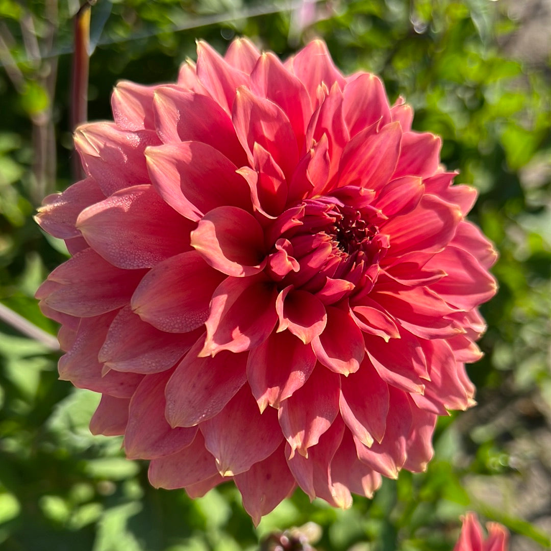 Dahlia Orange Fubuki