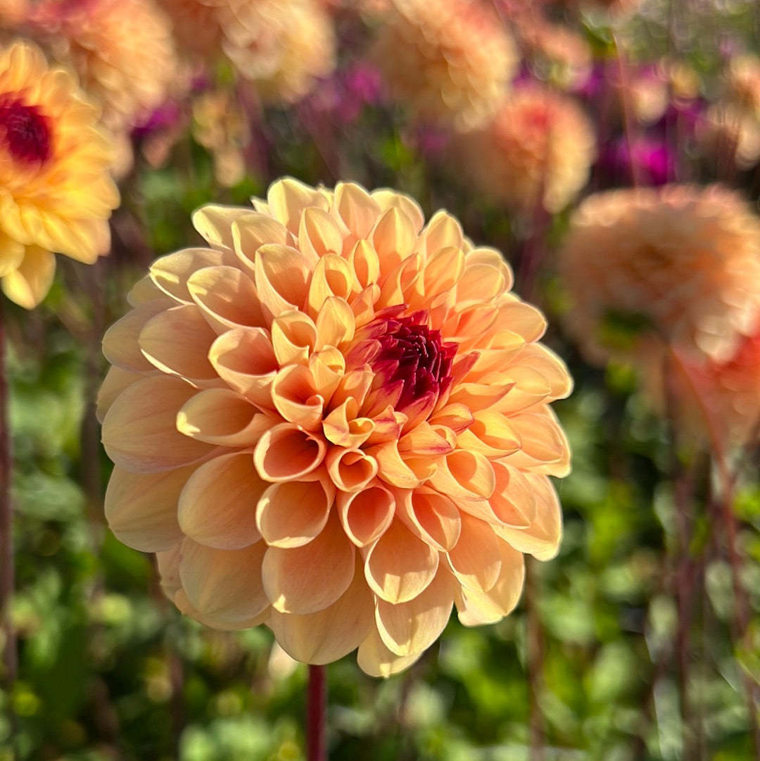Dahlia Yellow Jill