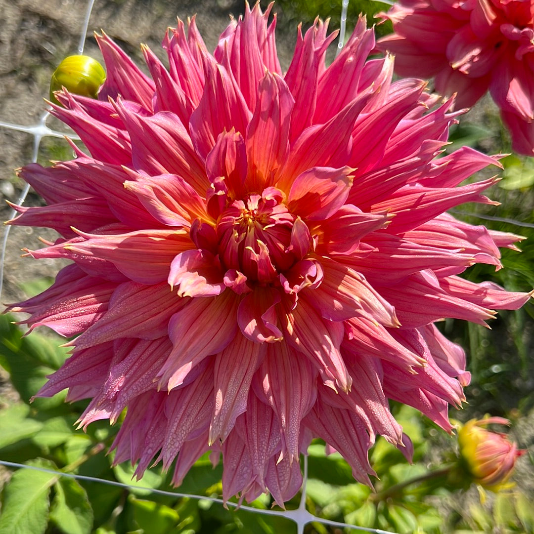 Dahlia Omega