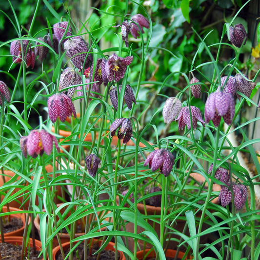 Fritillaria meleagris 10st