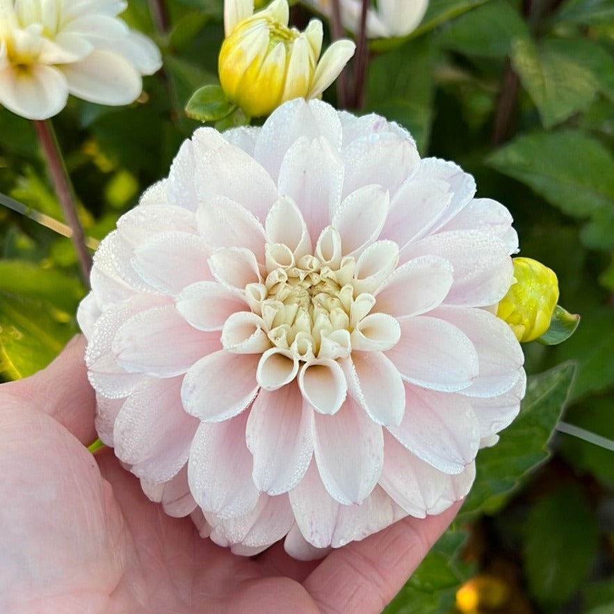 Dahlia Cayen