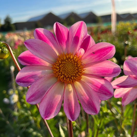 Dahlia Pink Emperor