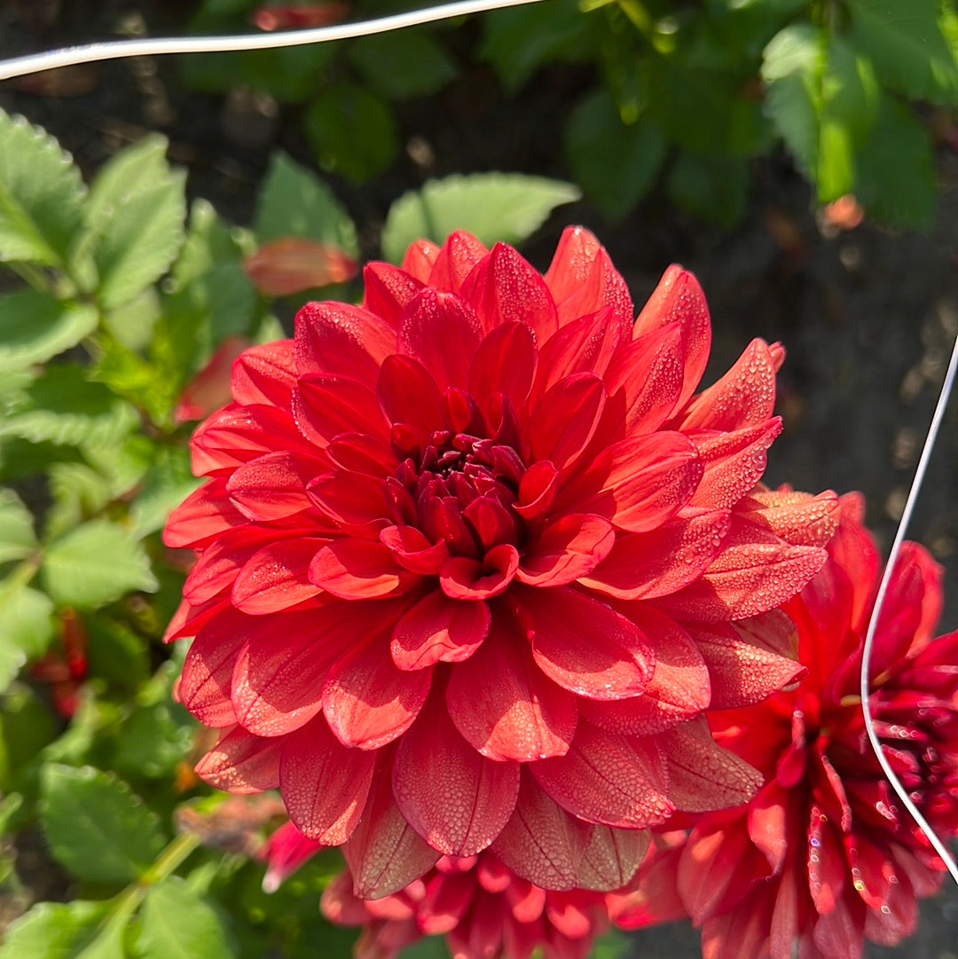 Dahlia Missis Miley