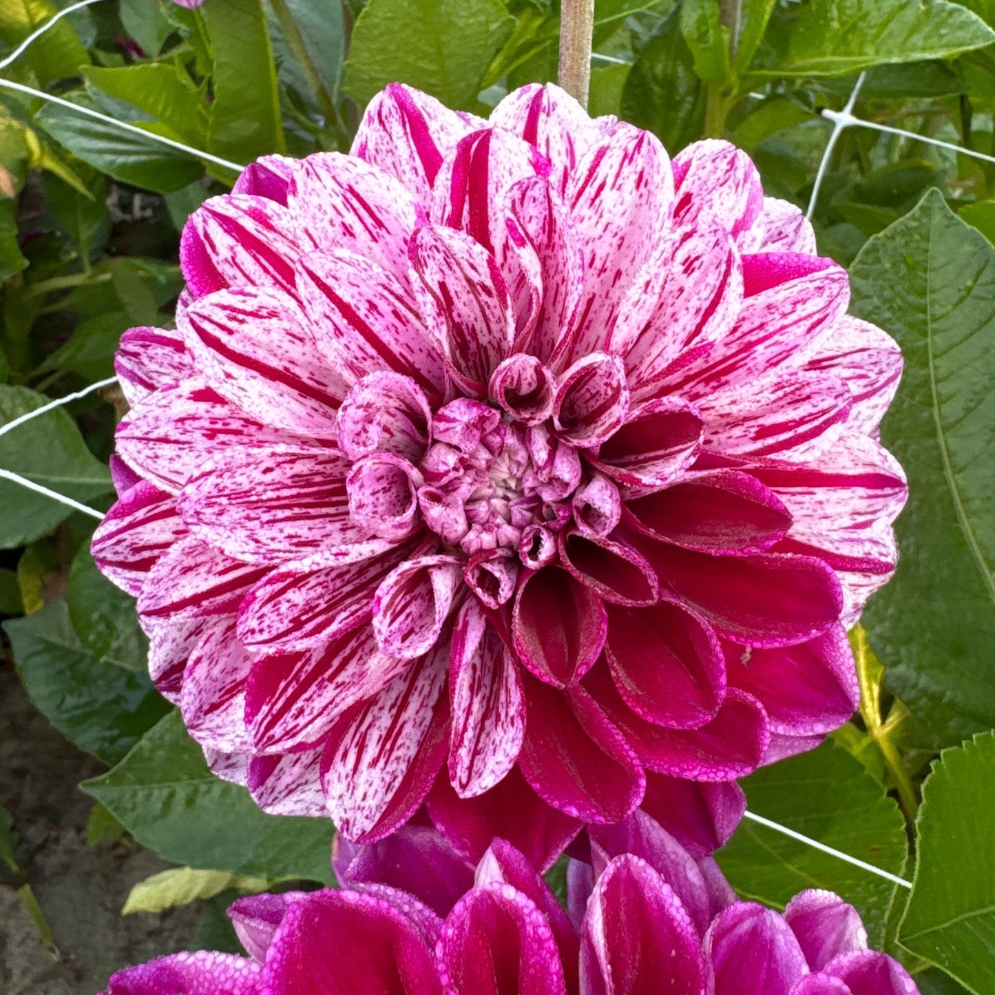 Dahlia Ida Mae Nyhet!