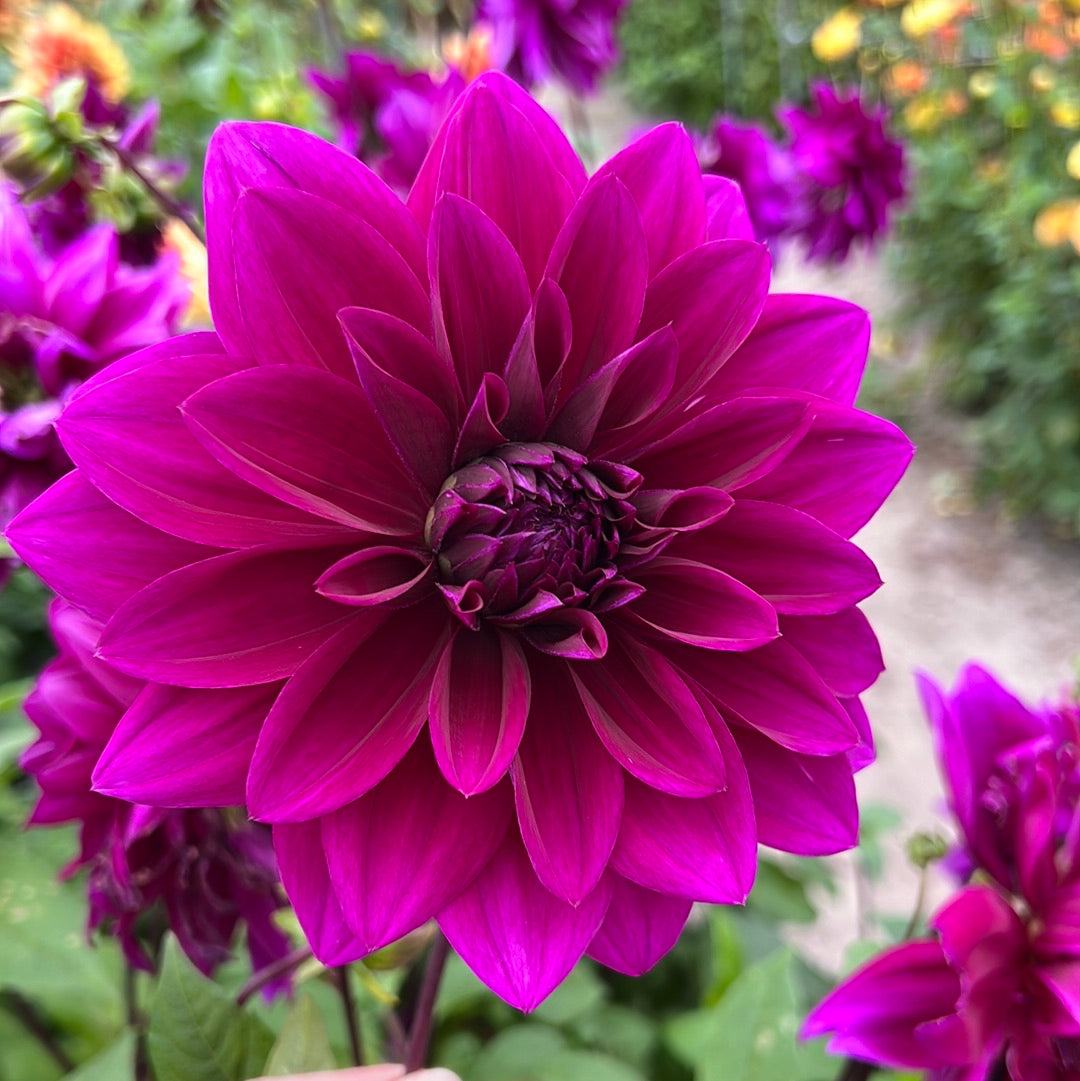 Dahlia Thomas a. edison