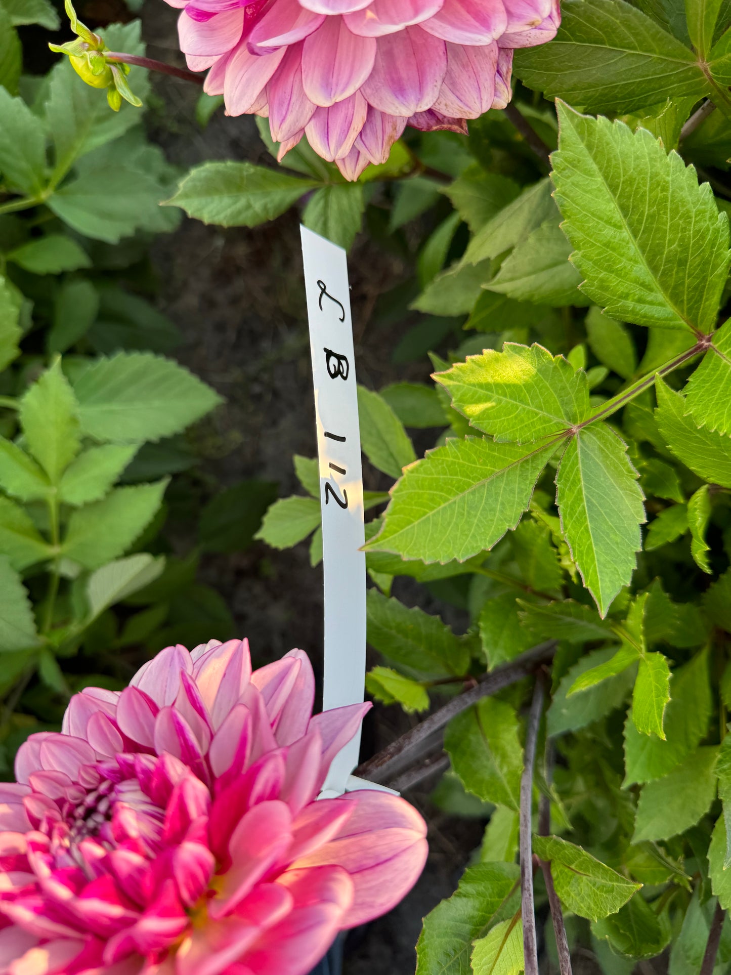 Dahlia LB-112